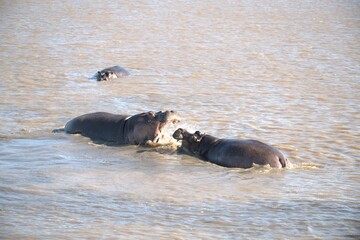 Hippopotamus in wild savanna , Animal of africa