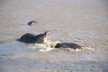 Hippopotamus in wild savanna , Animal of africa