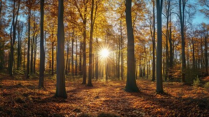 Golden autumn sunlight in a majestic forest with tall trees red fall park path view brown image woods