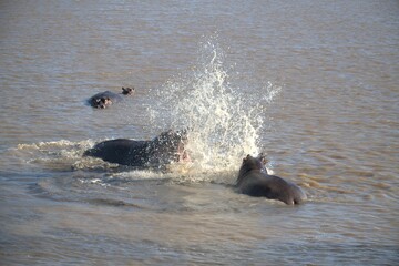 Hippopotamus in wild savanna , Animal of africa