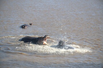 Hippopotamus in wild savanna , Animal of africa