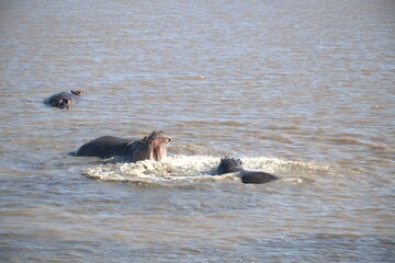 Hippopotamus in wild savanna , Animal of africa