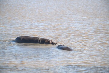 Hippopotamus in wild savanna , Animal of africa