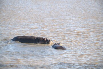 Hippopotamus in wild savanna , Animal of africa