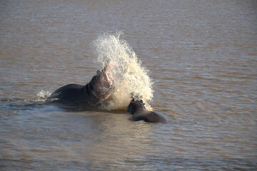Hippopotamus in wild savanna , Animal of africa