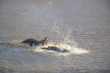 Hippopotamus in wild savanna , Animal of africa