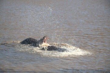 Hippopotamus in wild savanna , Animal of africa