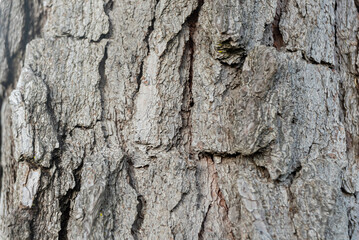 Photo of wood texture pattern