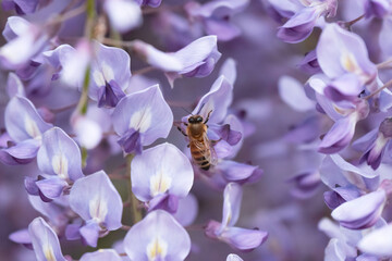 満開の藤の花で集密するミツバチ