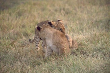 Lion in wild savanna , Animal of africa 
