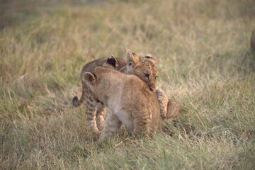 Lion in wild savanna , Animal of africa 