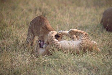 Lion cubs play in wild savanna , Animal of africa 