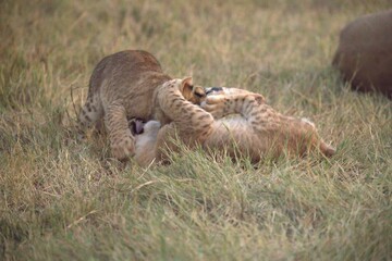 Lion cubs play in wild savanna , Animal of africa 