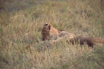 Lion cubs play in wild savanna , Animal of africa 