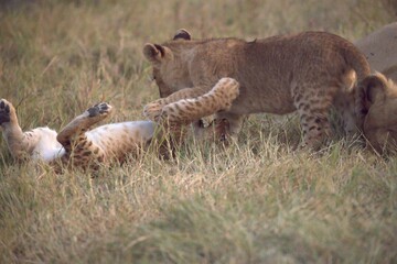 Lion cubs play in wild savanna , Animal of africa 
