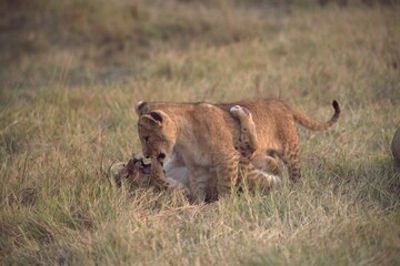 Lion cubs play in wild savanna , Animal of africa 
