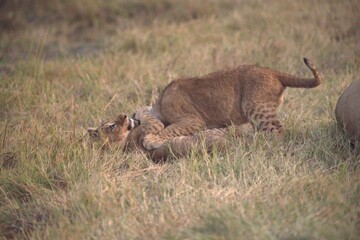 Lion in wild savanna , Animal of africa 
