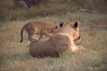 Lion in wild savanna , Animal of africa 