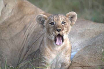 Lion in wild savanna , Animal of africa 