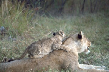 Lion in wild savanna , Animal of africa 