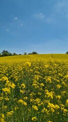 Paysage de champ de colza dans le Limousin