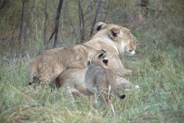 Lion in wild savanna , Animal of africa 
