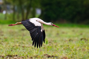 Weißstorch im Flug über eine Wiese