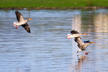 Ein Schwarm Graugänse im Flug im Frühjahr	