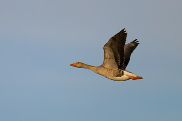  Graugans im Flug im Frühjahr in der Abendsonne © Karin Jähne