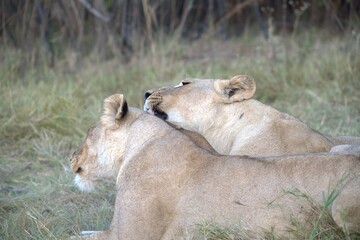Lion in wild savanna , Animal of africa 