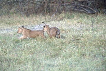 Lion in wild savanna , Animal of africa 