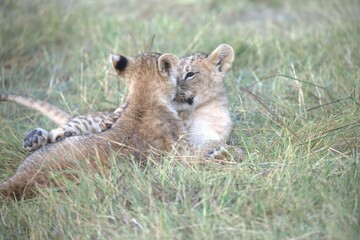 Lion in wild savanna , Animal of africa 