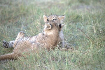 Lion in wild savanna , Animal of africa 