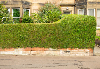 Trimmed privet hedge (Ligustrum ovalifolium) in the Victorian suburb of Morningside, Edinburgh, Scotland, UK