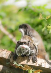 Emperor Tamarin, Saguinus imperator - species of tamarin monkey sitting on a tree among the leaves. Rainforest animal. Protection and conservation of animals