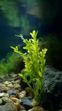 Lush green Java fern growing amongst rocks underwater in an aquarium, showing detailed plant leaves and rock textures in a natural setting