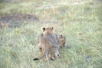 Lion in wild savanna , Animal of africa