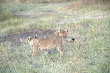 Lion in wild savanna , Animal of africa