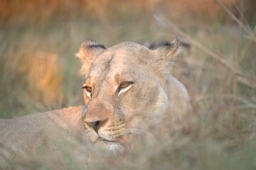 Naklejka premium Lion in wild savanna , Animal of africa