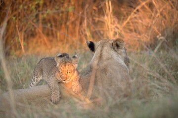 Lion in wild savanna , Animal of africa