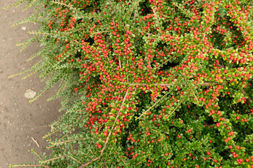 Colourful Cotoneaster horizontalis plant with red berries in garden in Morningside, Edinburgh, Scotland, UK. A plant in the rose family, Rosaceae,