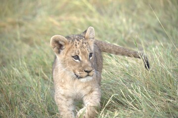 Lion in wild savanna , Animal of africa