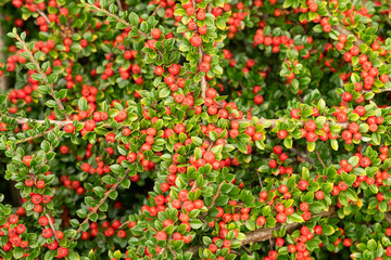Close up of colourful Cotoneaster horizontalis plant with red berries in garden in Morningside, Edinburgh, Scotland, UK.