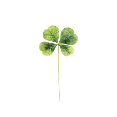 Four-Leaf Clover Isolated on Transparent Background Botanical Illustration of Lucky Charm