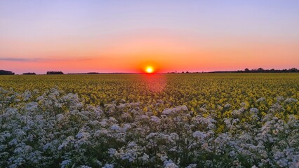 Coucher de soleil sur un champ de colza (vallée de Chevreuse) © Arnaud