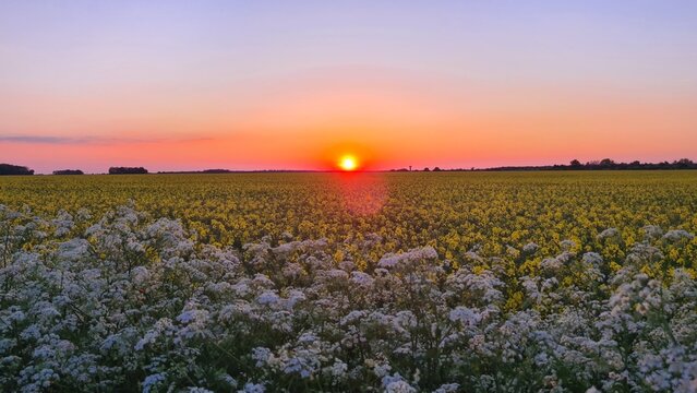 Coucher de soleil sur un champ de colza (vall&eacute;e de Chevreuse)
