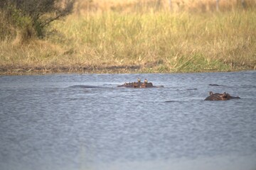 Hippopotamus in wild savanna , Animal of africa
