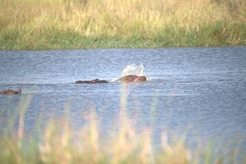 Fototapeta premium Hippopotamus in wild savanna , Animal of africa