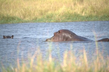 Fototapeta premium Hippopotamus in wild savanna , Animal of africa
