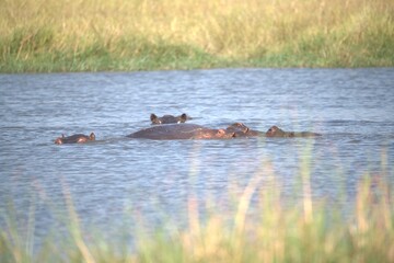 Fototapeta premium Hippopotamus in wild savanna , Animal of africa